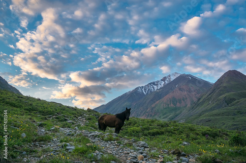 lone horse stands in the mountains in Tunka range © tilpich