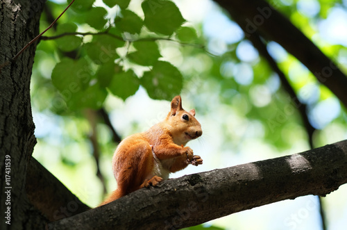 Red squirrel on tree © haveseen