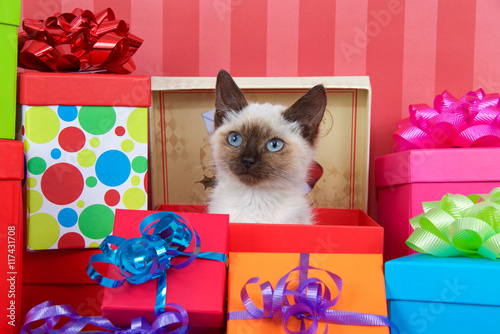 Photo Siamese kitten with blue eyes in red christmas present box, ribbons and bows on presents around her on a red striped background looking at viewer