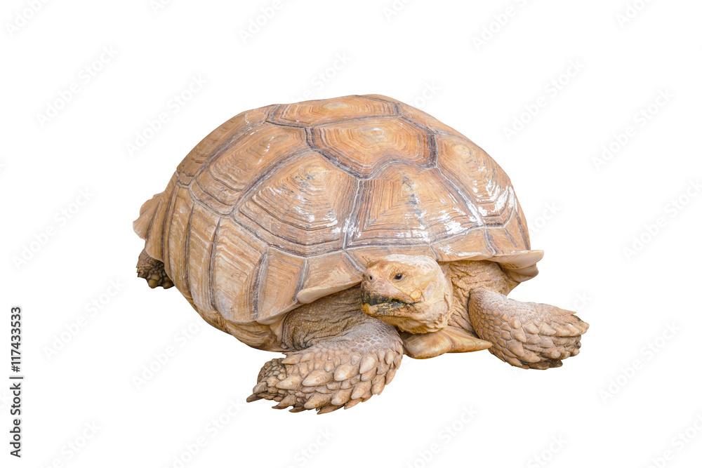 Naklejka premium Turtle isolated over white background