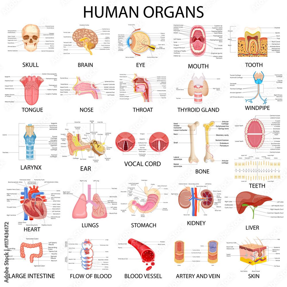 Chart of different Human Organs - obrazy, fototapety, plakaty 