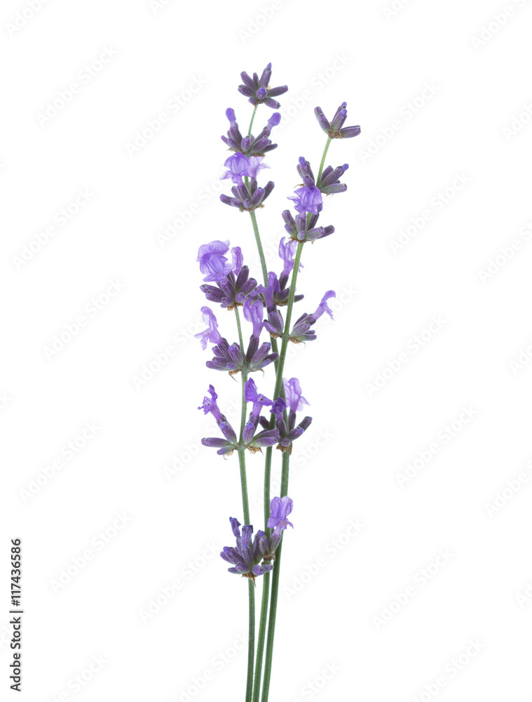 Three sprigs of lavender isolated on white background. Three sprigs of lavender isolated on white background.