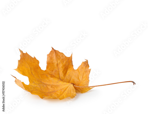 Autumn maple leaf on white background.