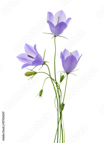 Three bellflowers isolated on white.