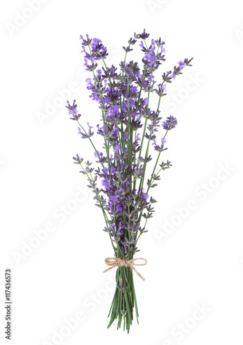 Bundle of lavender isolated on white background.