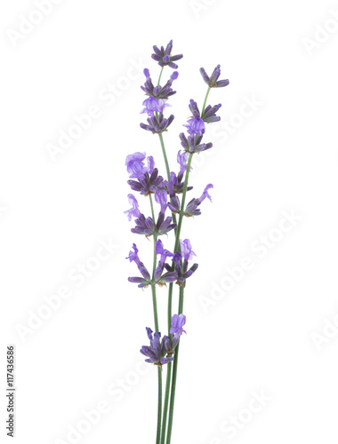 Three sprigs of lavender isolated on white background.
