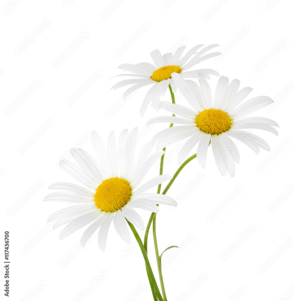 Three flowers of chamomile isolated on a white background - obrazy, fototapety, plakaty 