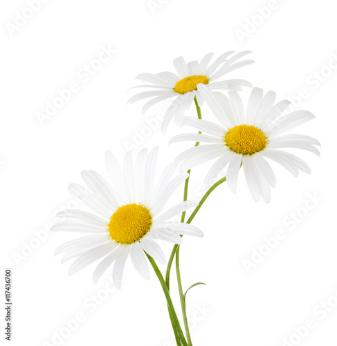 Three flowers of chamomile isolated on a white background photo