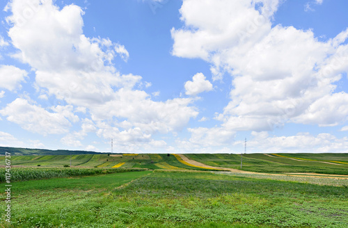Photo of green wheat  corn and sunflower fields with blue sky  Romania.