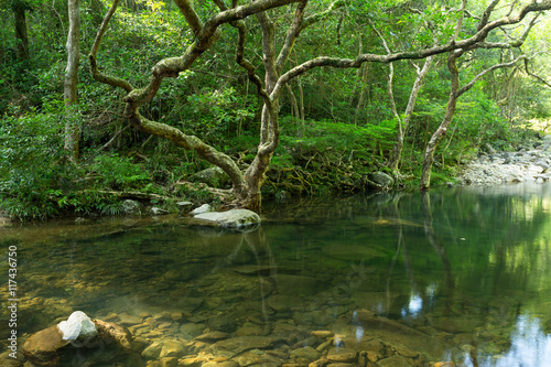 Tropical Forest and water lake