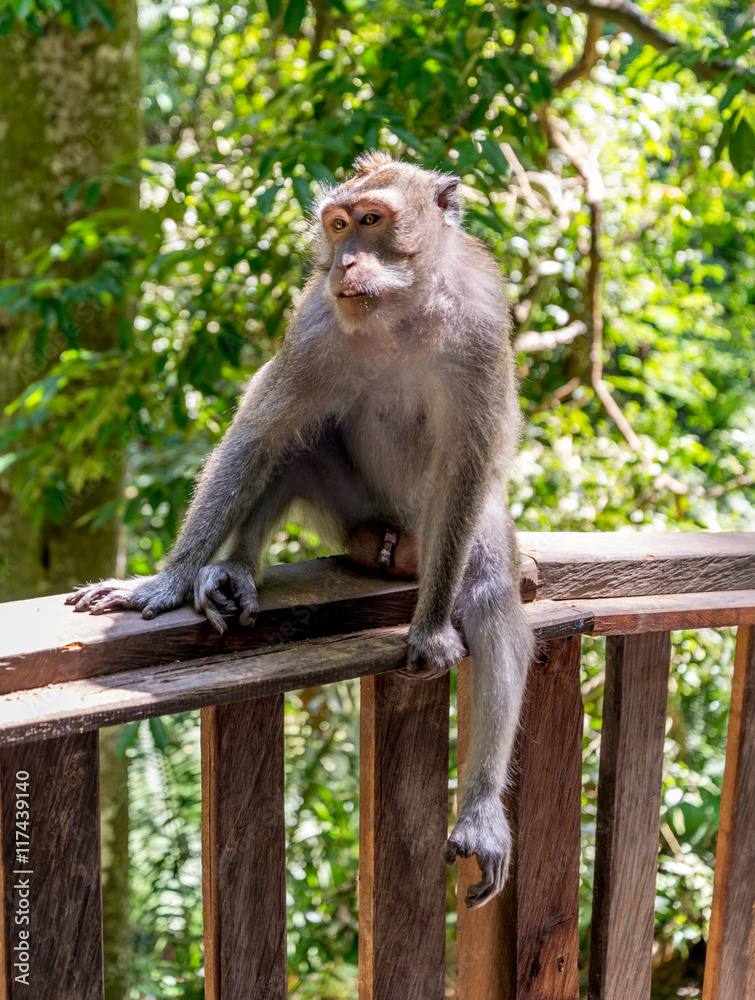 Naklejka premium Long tailed macaque in the Monkey Forest