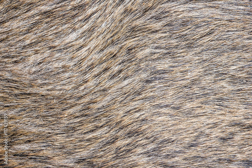 Boar fur wildlife animal texture.