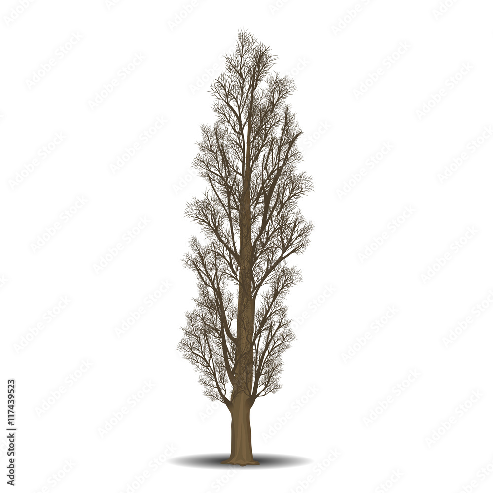 Obraz premium detached tree poplar without leaves