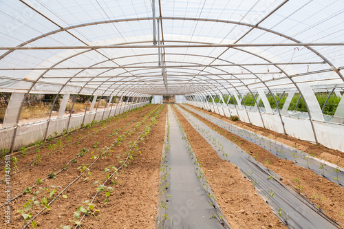 Slika na platnu Covered greenhouse