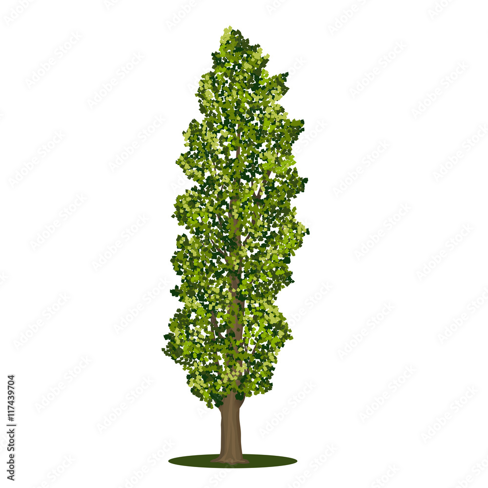detached tree poplar with green leaves