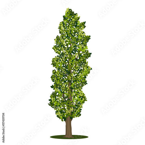 Photo detached tree poplar with green leaves