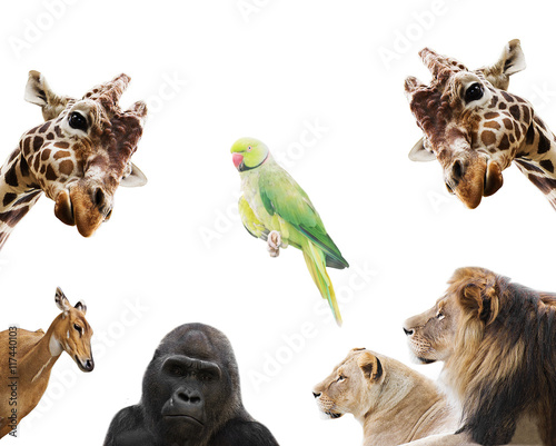 set of animals © Happy monkey