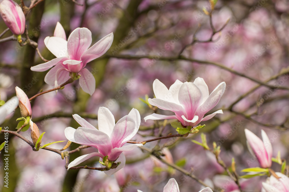 Fototapeta premium Wonderful magnolia flowers