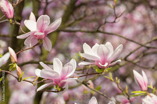 Wonderful magnolia flowers