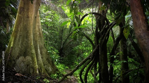 Scenic jungle rainforest nature background. Asian lush forest wilderness flora photo