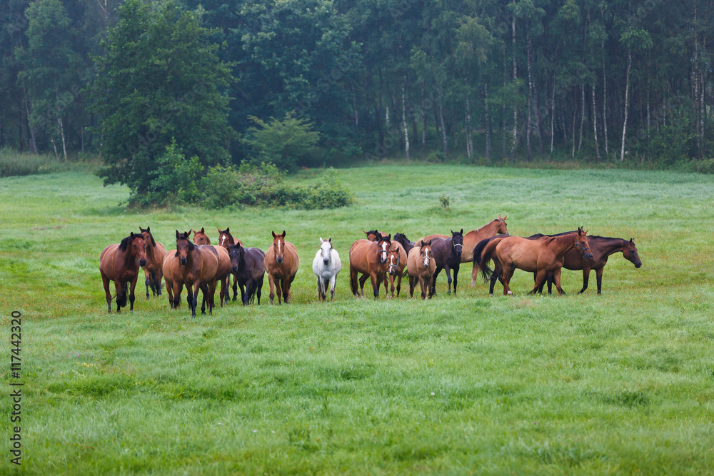 Herd of horses in the morning Herd of horses in the morning