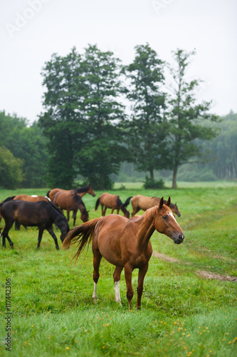 Horses in the morning © castenoid