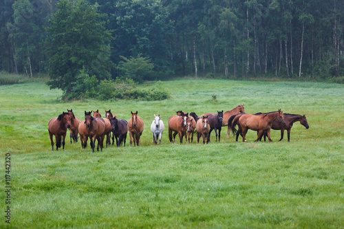 Herd of horses in the morning