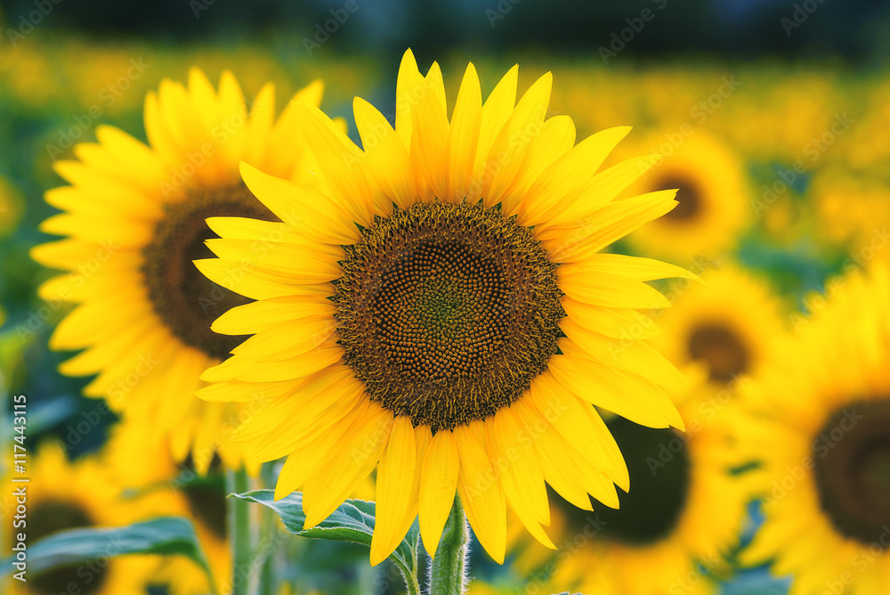 Obraz premium yellow sunflowers