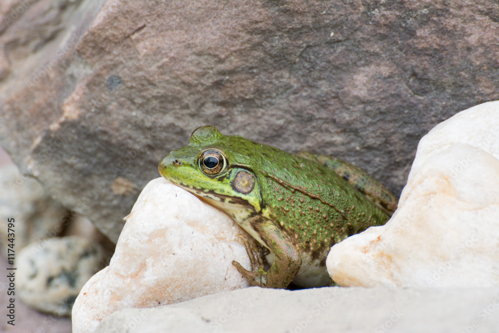 Fototapeta premium Bullfrog On A Rock