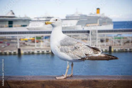 Seagull on ferry in port closeup.