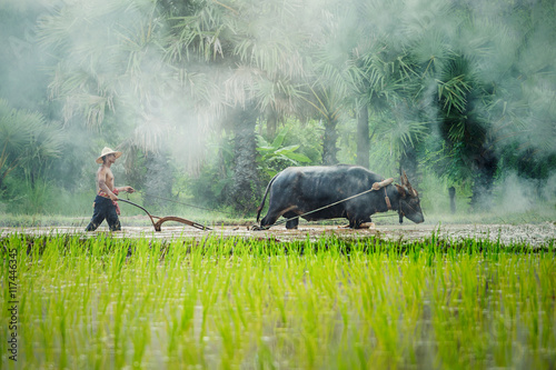 Принти на полотні Farmers in the countryside in asia, Are plowing soil for rice cultivation with w