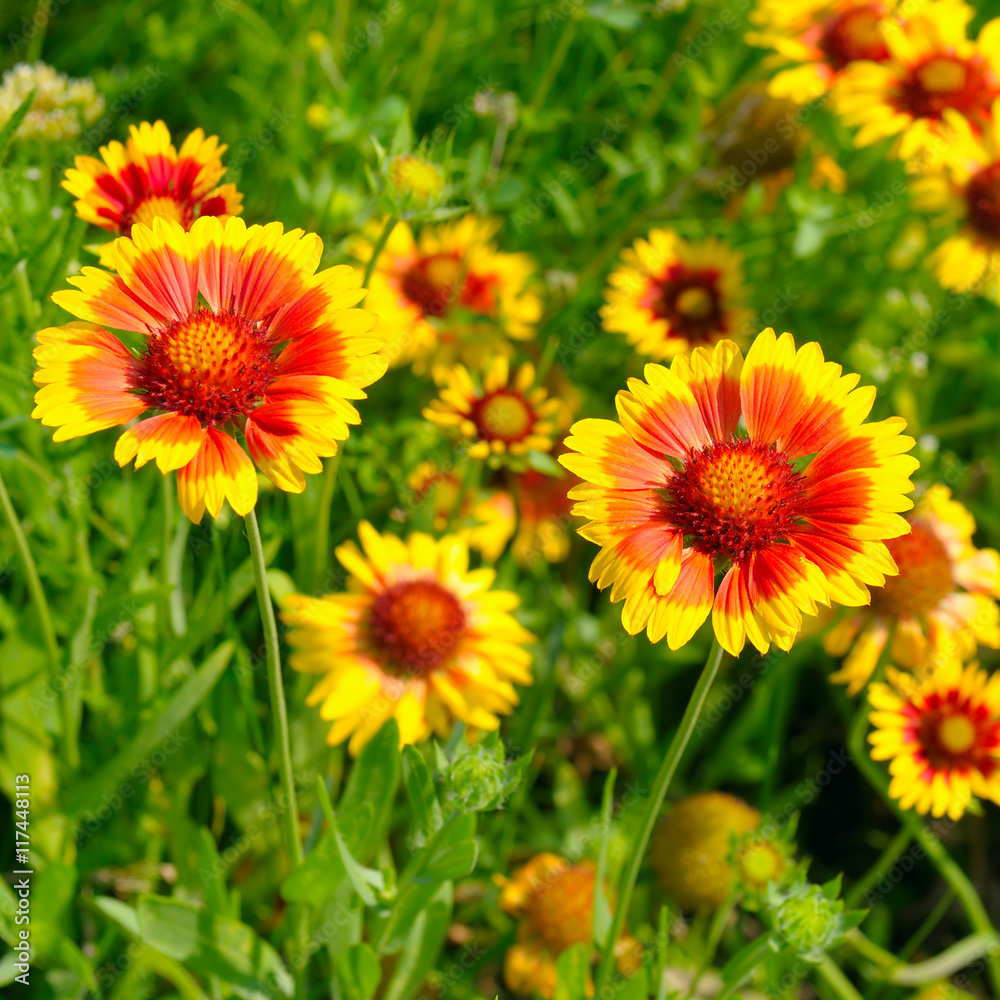 Beautiful background of garden flowers Beautiful background of garden flowers