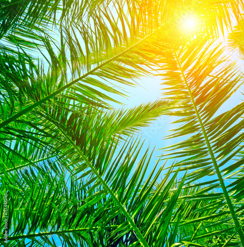 Fototapeta Naklejka Na Ścianę i Meble -  background of palm leaves and blue sky