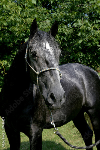 Gentle young lipizzaner standing with homemade bridle