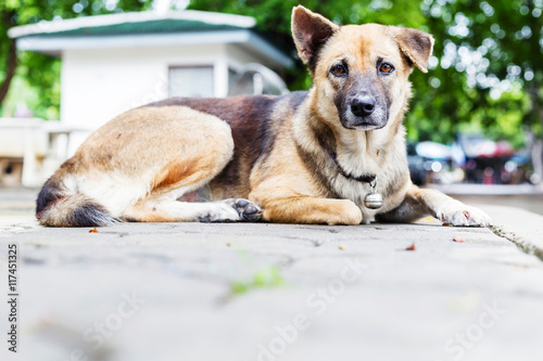 Beautiful dog