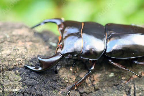 Photography Antaeus stag beetle (Dorcus antaeus) in India