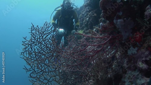  scuba diver swimming to coral shots of beautiful colored coral and fish scuba diving underwater  philippines