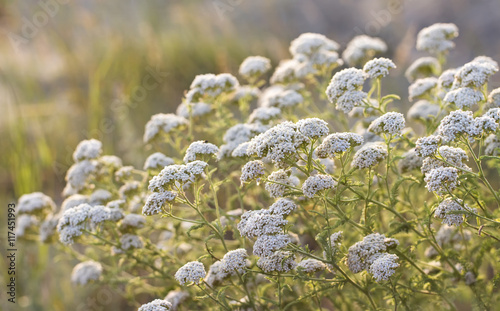 medicinal yarrow flowers in sunset sunlight photo