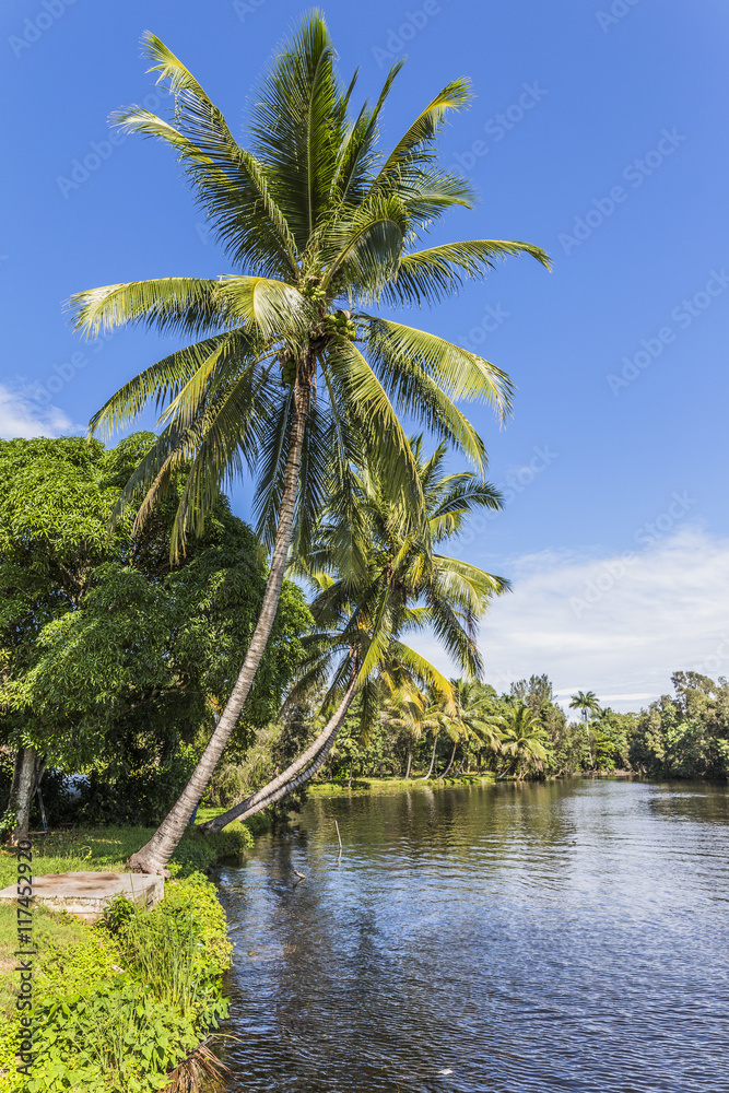 Guama, Lago del Tresoro, Palms on riverside Guama, Lago del Tresoro, Palms on riverside