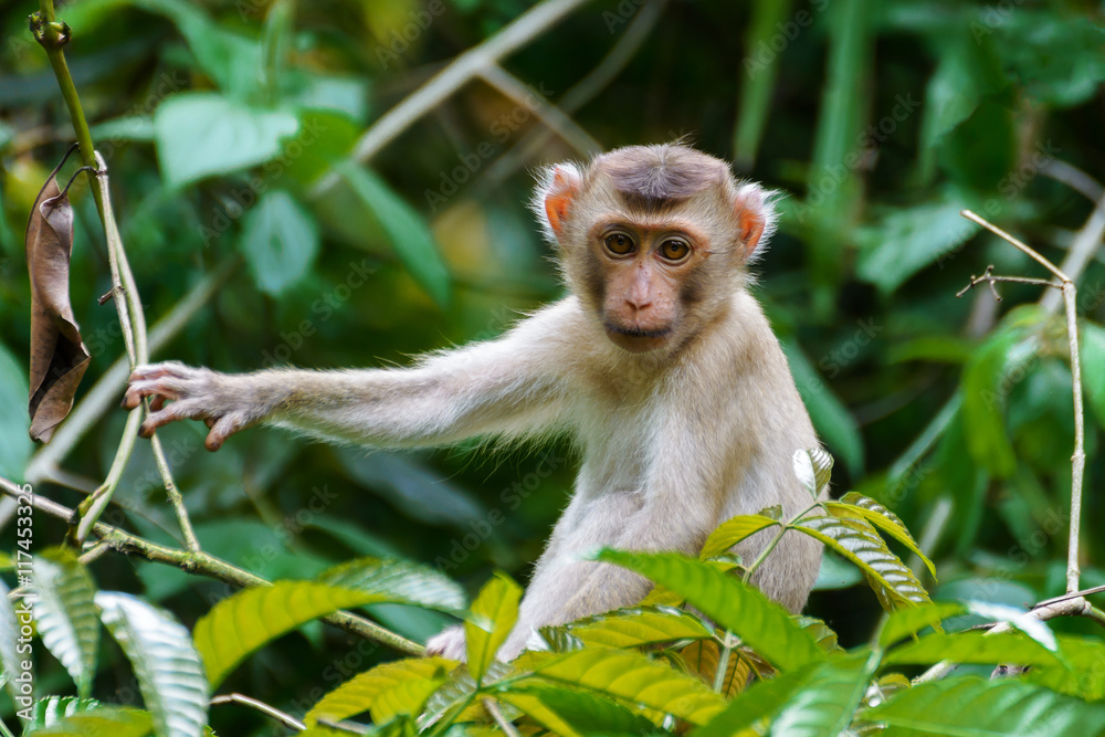 Monkey on tree Monkey on tree