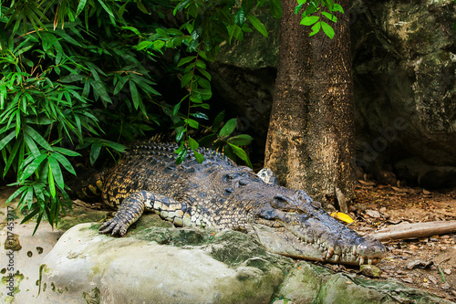 Crocodiles Resting on ground In A Crocodiles Farm