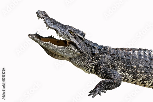 Crocodiles Resting on ground isolate on white background