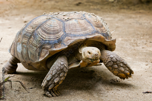 Desert tortoise on groundisolated nature background
