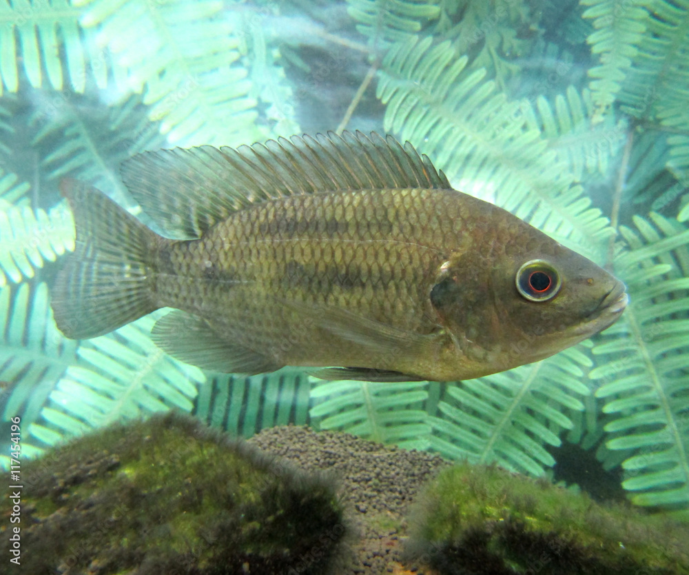 川魚 淡水魚 / 真横から 川魚 淡水魚 / 真横から