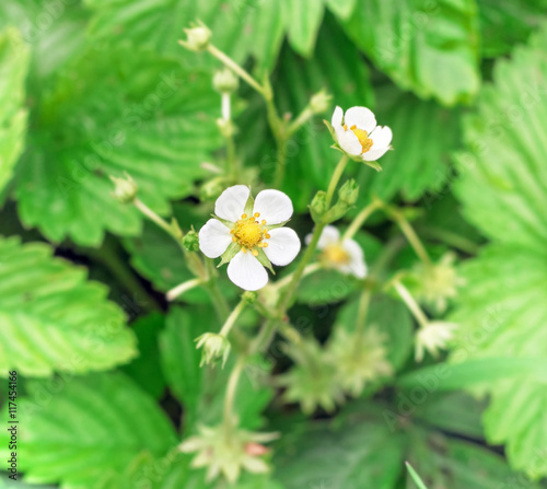 Little strawberries blooming