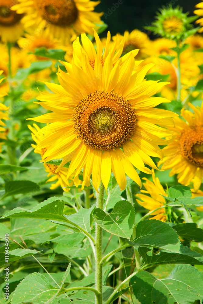 Beautiful yellow sunflower in nature of garden