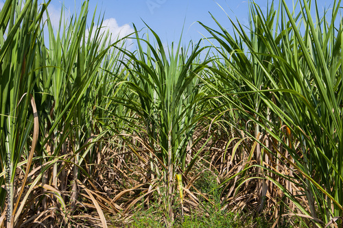 sugarcane field with blue sky in nature