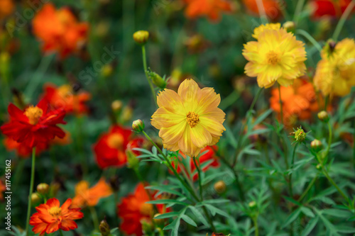 Sulfur Cosmos in nature at the garden