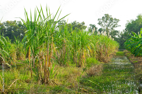 sugarcane plantation in the background of countryside with copys
