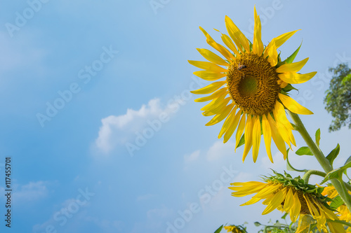 Beautiful yellow sunflower in nature of garden